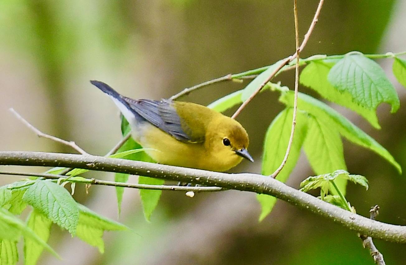 Prothonotary Warbler pair - male and female by Wildreturn is licensed under CC BY 2.0.